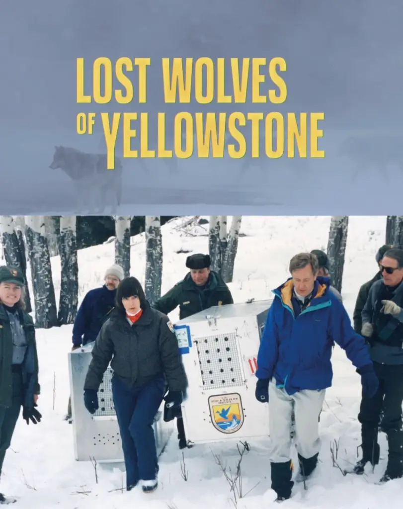 Lost Wolves of Yellowstone